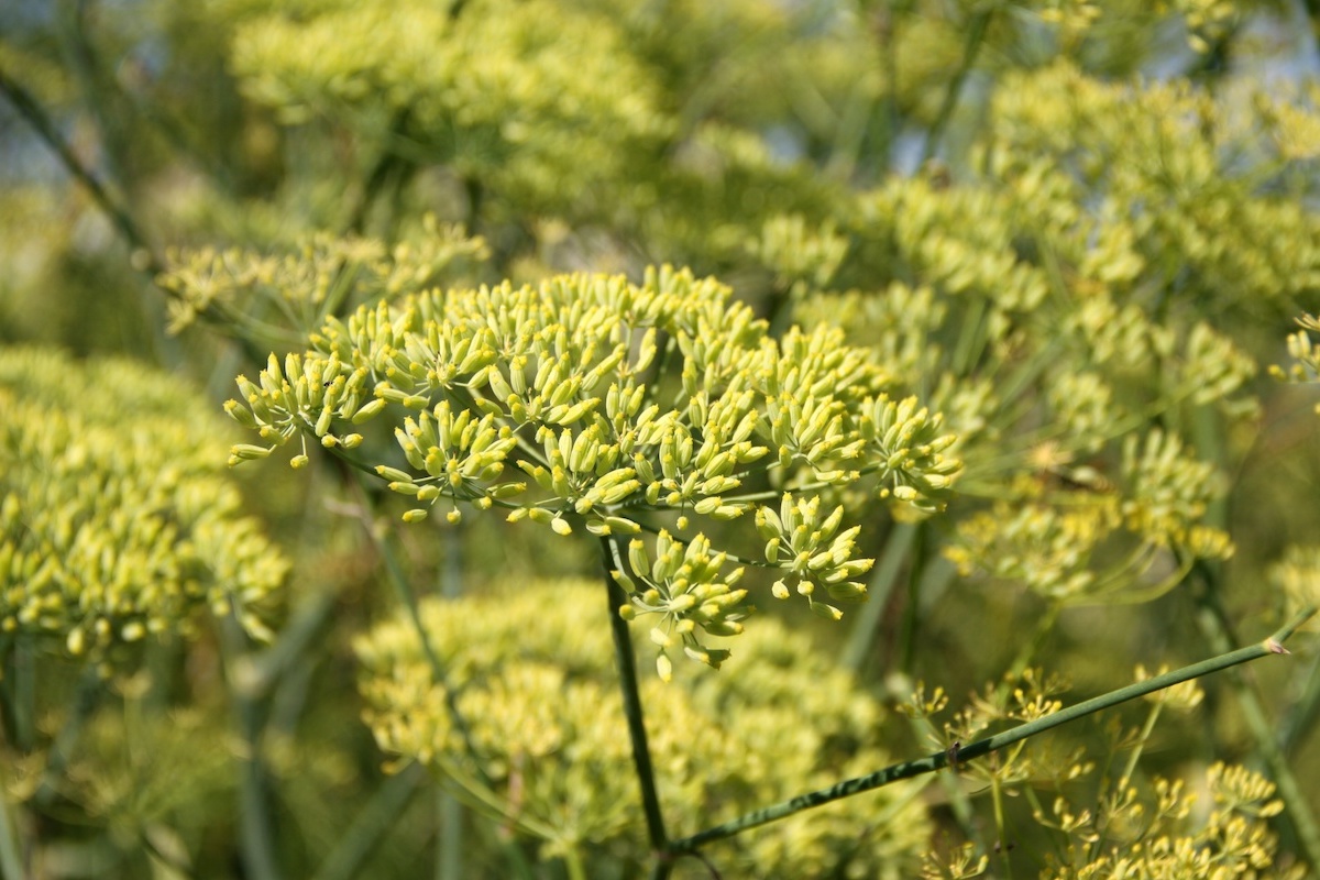 L'anice comune è un'erba aromatica molto usata in cucina e nella medicina tradizionale